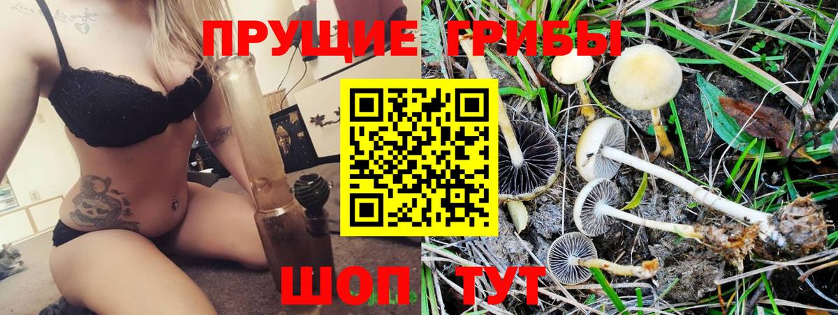 Кызыл  Галлюциногенные грибы Cubensis  Вход с VPN 